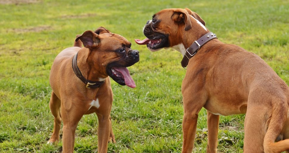 boxer-dogs-dogs-good-aiderbichl-wallpaper-preview