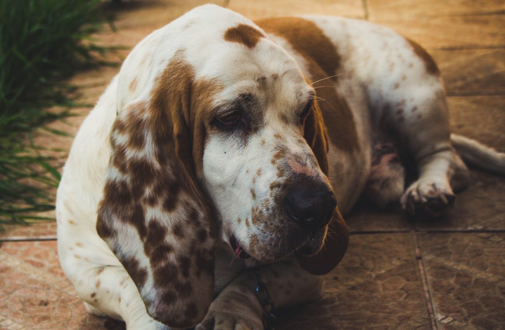 brown-and-white-basset-hound-lying-on-floor-786773