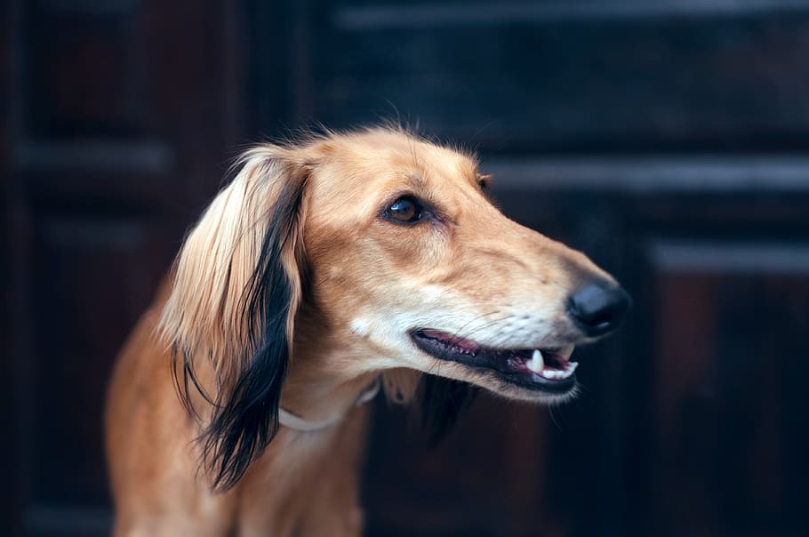 saluki-portrait-persian-greyhound-sighthound
