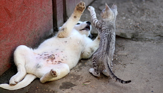 dog-cat-friendship-play-thumb